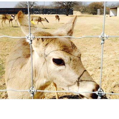 Hot Dip Galvanized Cattle Fence Panel 8 Ft Height Fixed Knot Deer Wire Mesh Fence