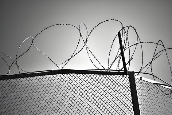 8' Fencing Trellis Gates Galvanized 60*60mm Powder Coated Chain Wire Fencing