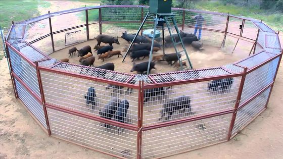 Large Humane Live Animal Trap Cage 2M Single Door Steel Animal Cage
