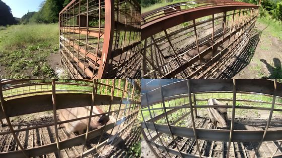 Two Door Animal Trap Cage 2.2M Collapsible Large Wild Animal Cage For Boar Wolf Fox