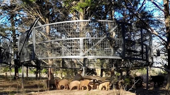 Large Humane Live Animal Trap Cage 2M Single Door Steel Animal Cage
