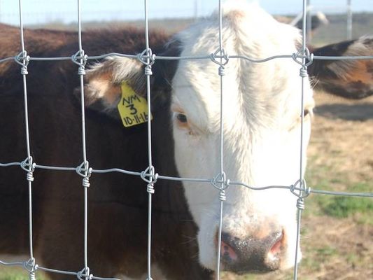 Heavy Duty Farm Fence 4ftx164ft Cattle Fence Roll Hot Dipped Galvanized Livestock Fence