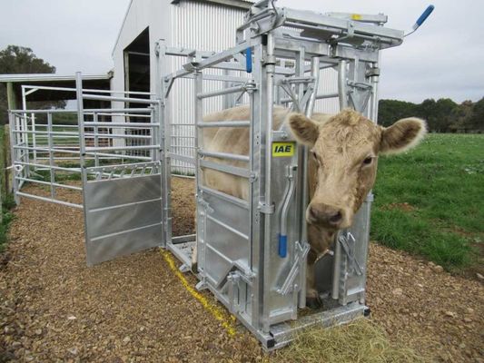 Hot Dipped Galvanized Cattle Head Bale 40x80mm Oval Rail Heavy Duty Cattle Crush Equipment