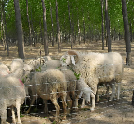 2.0MM Line Wire Cattle Fence Hinged Joint Galvanized Cattle Fence Netting