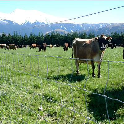6FT High Prevent Sheep Escapes Heavy Duty Galvanized Cattle Mesh Fence