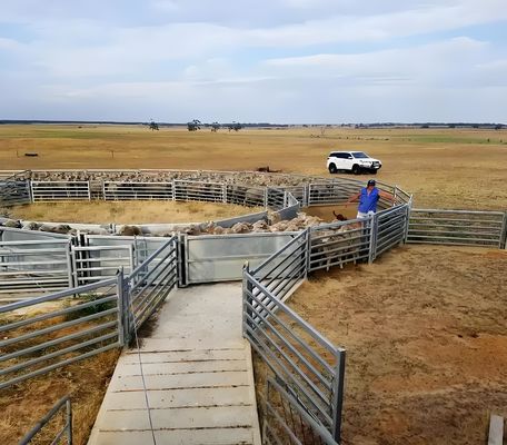 2.4M American Livestock Cattle Corral Fencing Round Pipe Style Cattle Fencing Panel
