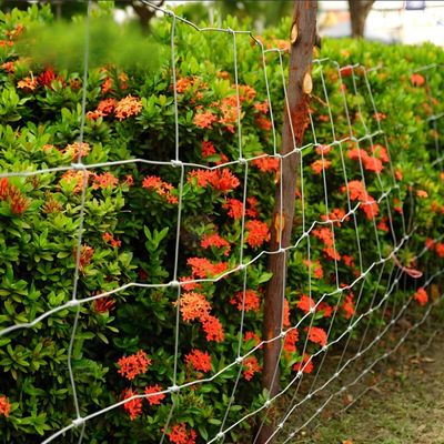 1.8MM alambre lineal galvanizado de sumersión en caliente Nudo fijo Sudáfrica Cerco de granja de ovejas para cerco de animales